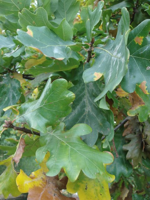 Quercus robur feuille